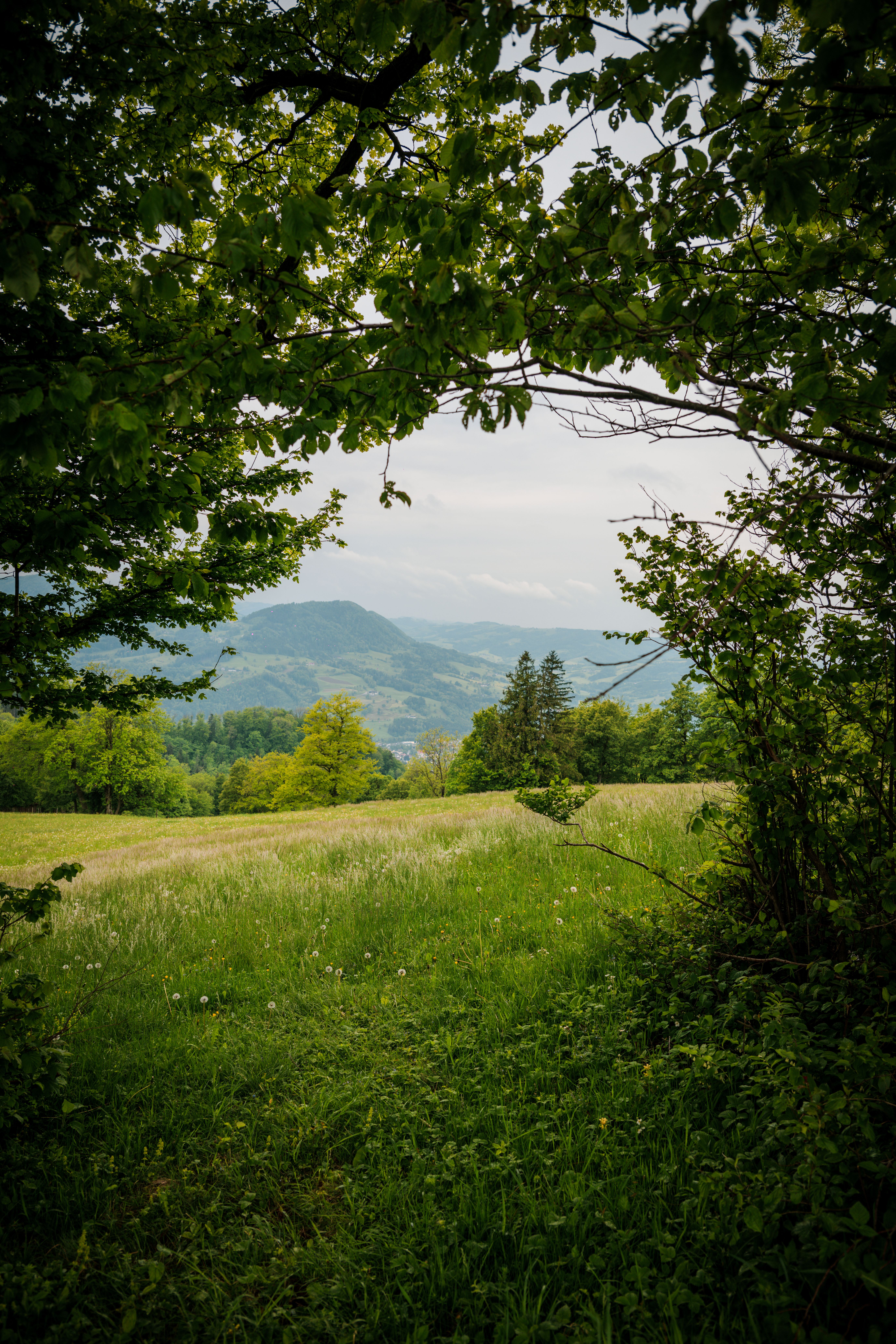 Scenic Mountain View Through Lush Greenery · Free Stock Photo
