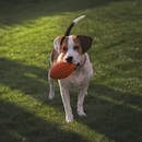 Playful Beagle with Toy on Sunny Lawn