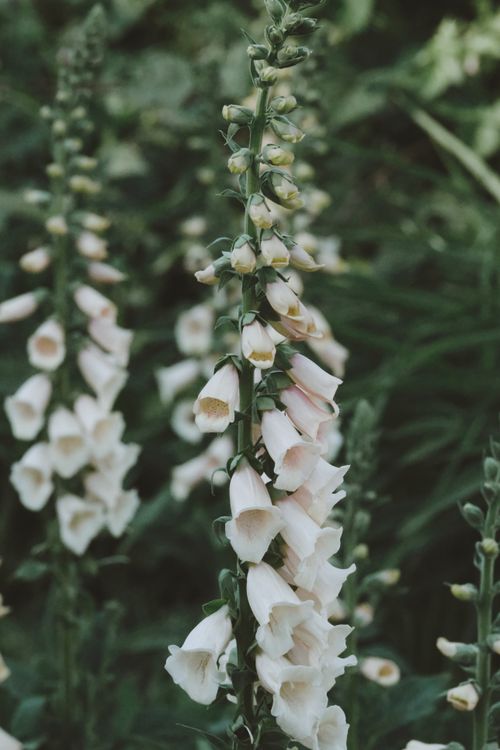 Free Foxglove flowers in full bloom, showcasing delicate colors amidst lush green foliage in a natural setting. Stock Photo