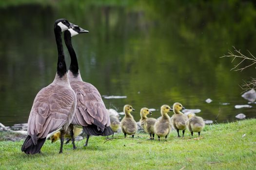 Canadian Geese with goslings by a peaceful lake in spring