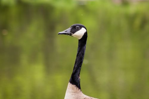 Free A striking close-up of a Canada goose with a blurred green pond backdrop. Stock Photo