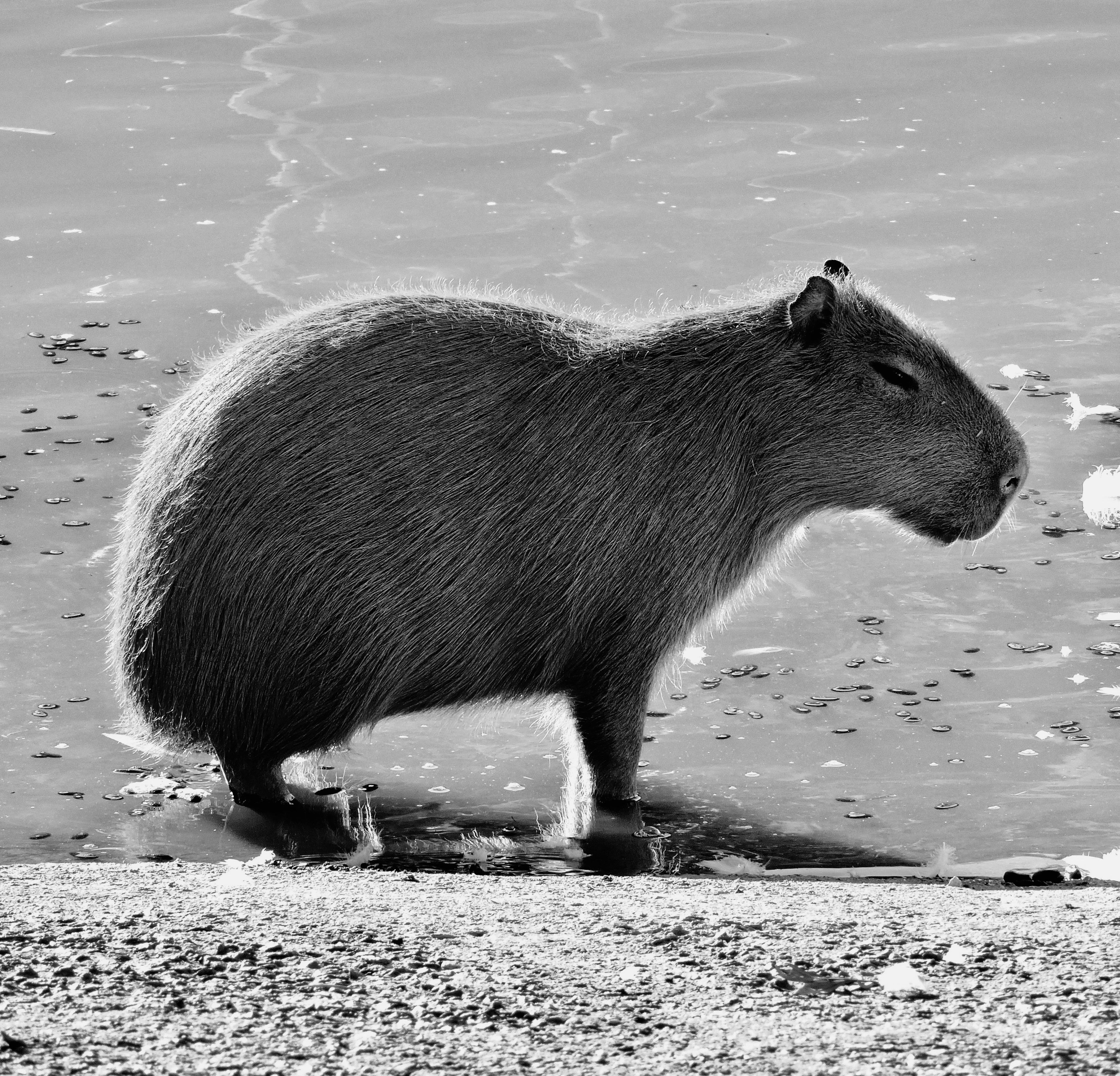Capybara With Crocodile Photos, Download The BEST Free Capybara With