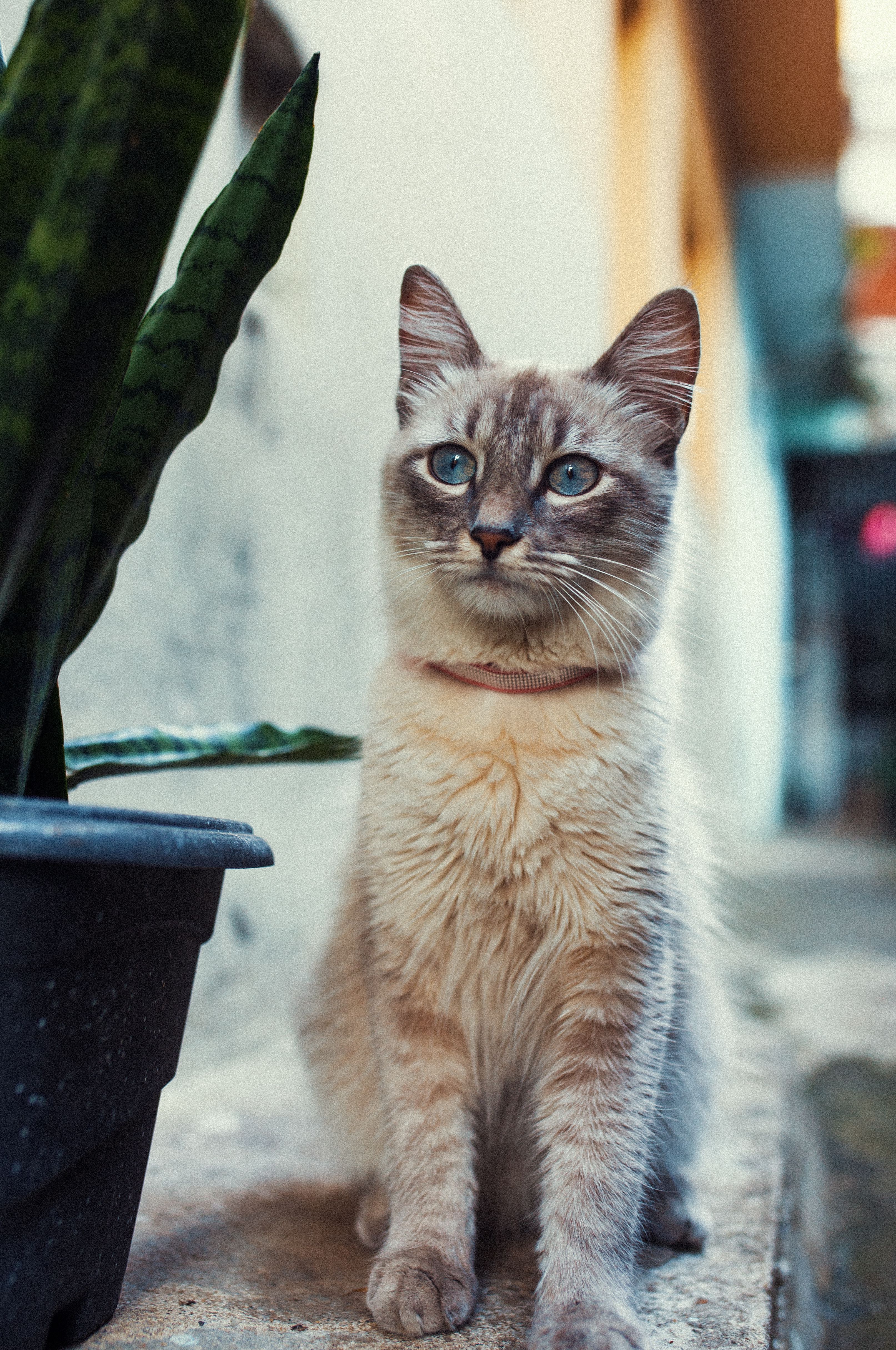 Cute Kitten Sitting by a Potted Plant Outdoors · Free Stock Photo
