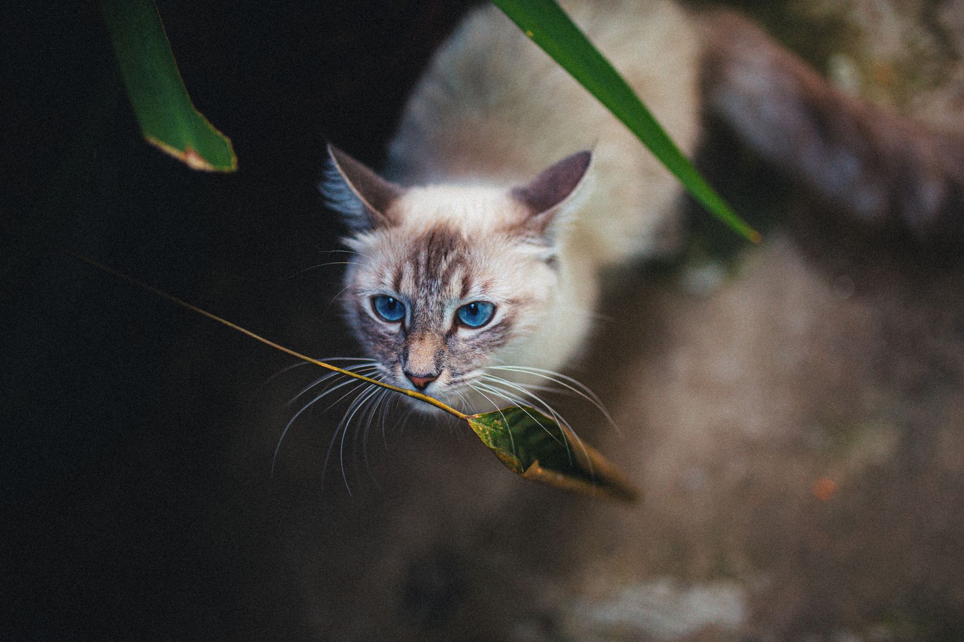 Portrait of a cat at a veterinary clinic