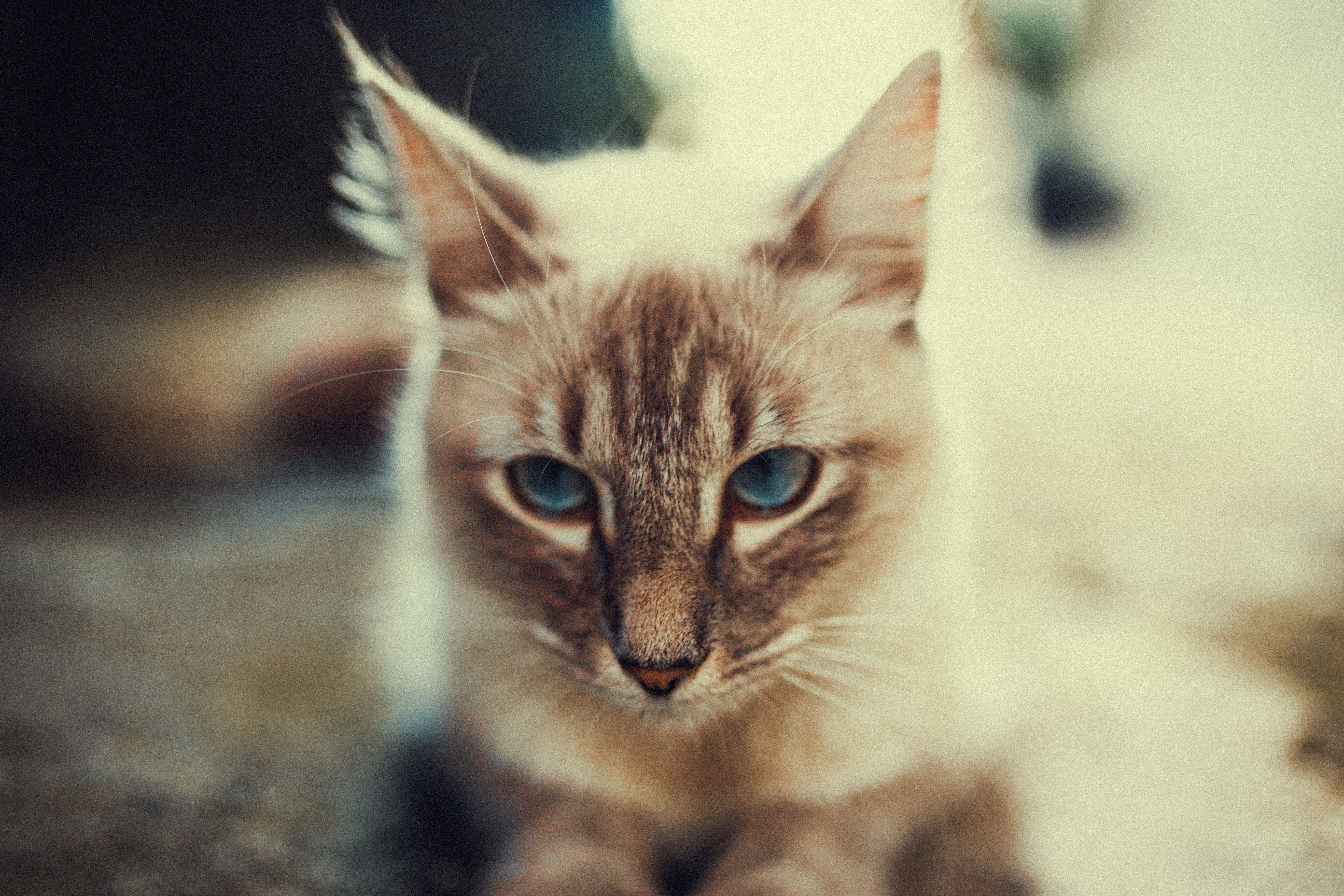 Healthcare and wellness consultation for a cat