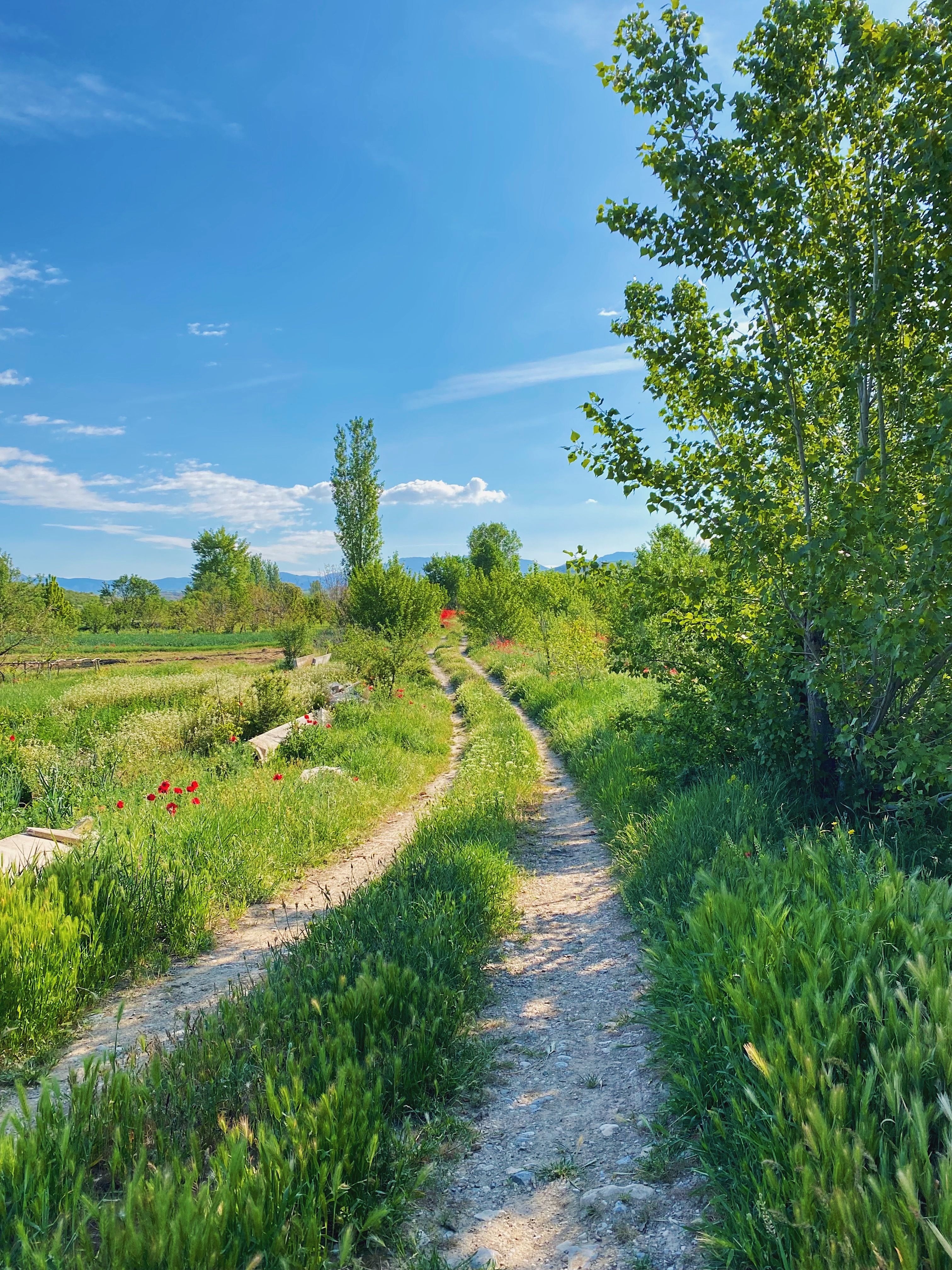 Scenic Rural Pathway Through Lush Green Fields · Free Stock Photo