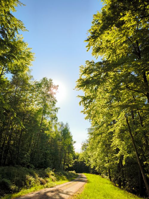 Free Sunlit forest path under clear blue sky in Holzminden, Germany, ideal for nature walks. Stock Photo
