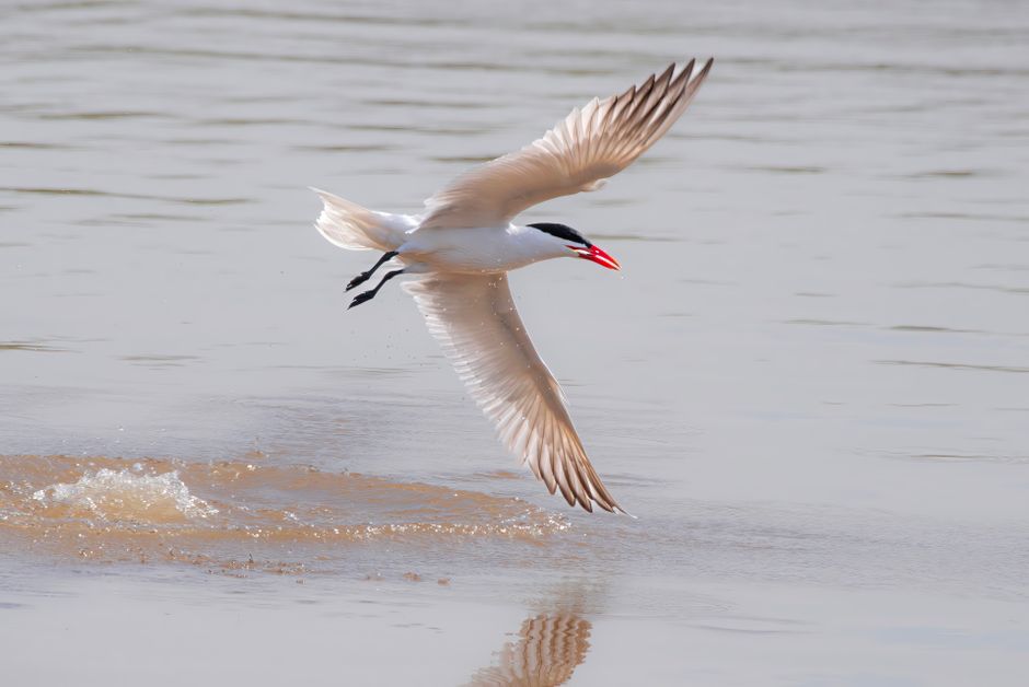 A Caspian Tern in flight over tranquil water, showcasing its distinct red beak and graceful wingspan.