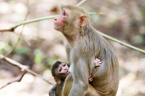 Free A mother Rhesus macaque embraces her baby in a natural setting. Stock Photo