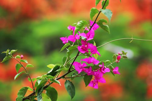Free Close-up of vivid pink bougainvillea flowers with a lush green and orange blurred background, showcasing nature's beauty. Stock Photo
