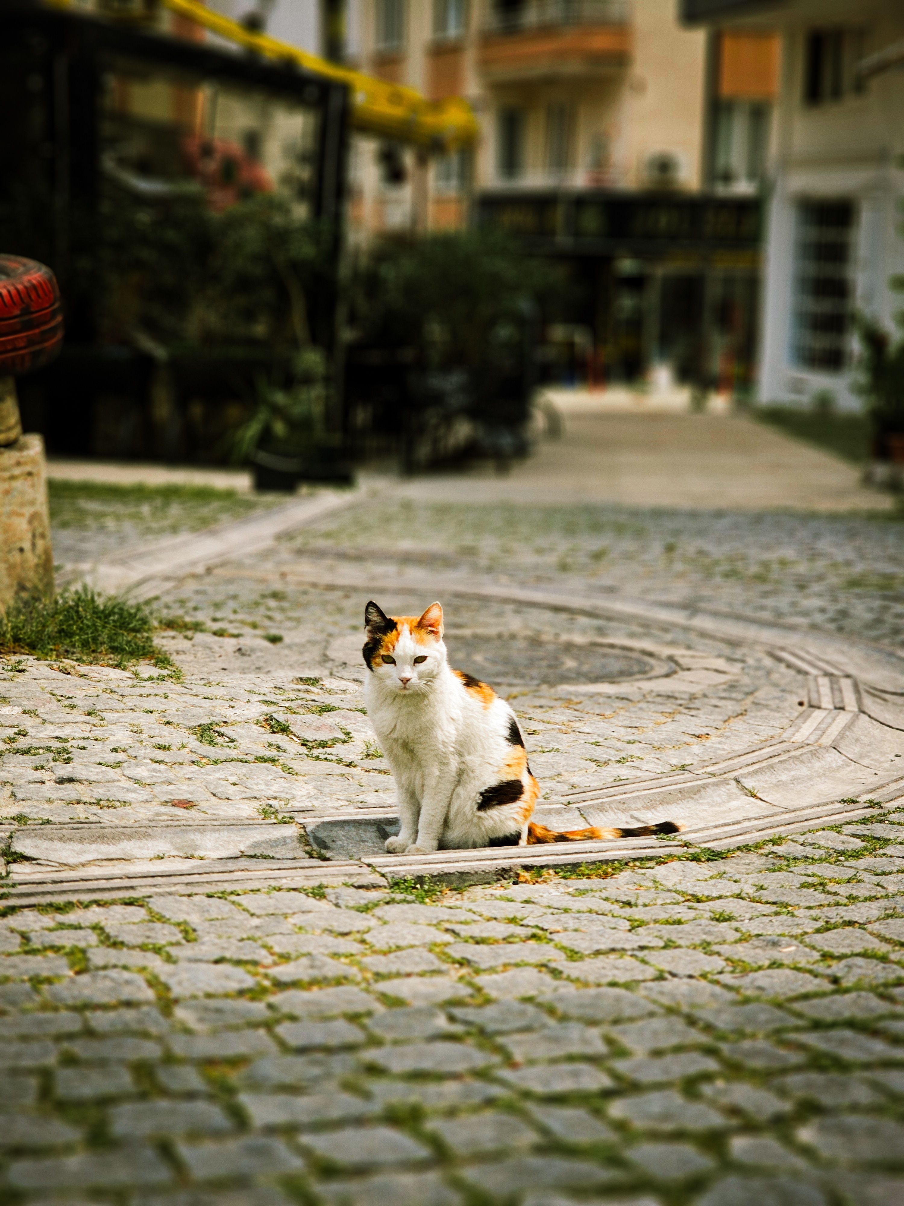 Calico Cat Sitting on a Cobblestone Street · Free Stock Photo