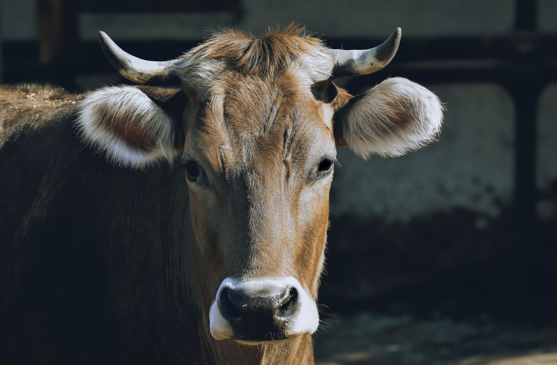 Portrait of a cow at a veterinary clinic