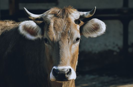 A detailed portrait of a brown cow with horns, showcasing its textured fur on a rural farm.