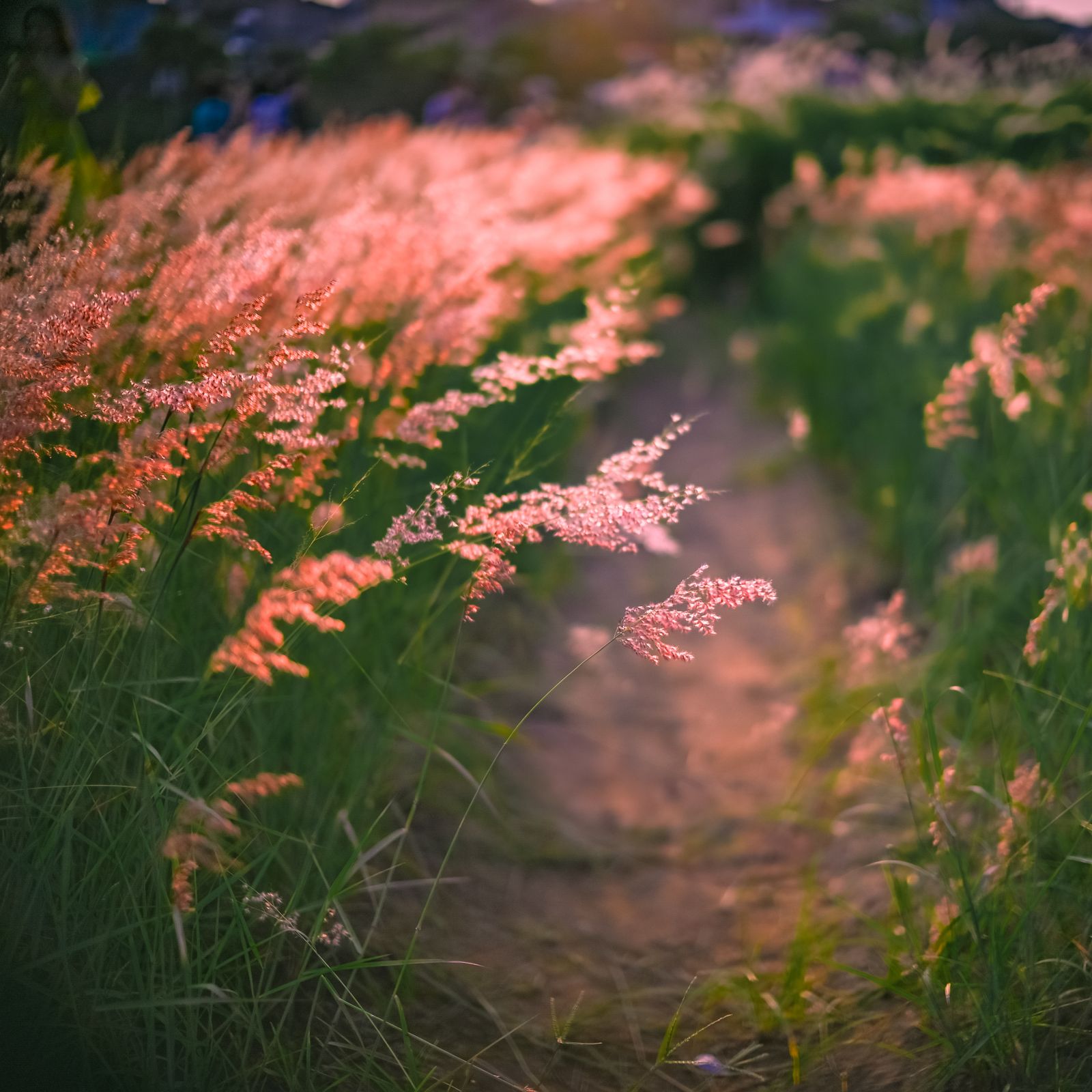 A narrow path through sunlit grass
