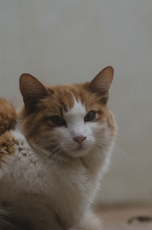 Free A close-up portrait of an adorable alley cat captured in Minas Gerais, Brazil. Stock Photo