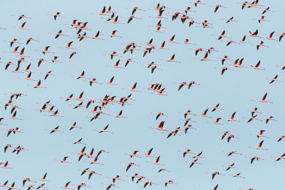 Voices of the Flyways: il lavoro di Blessings Chingagwe per la conservazione degli uccelli migratori