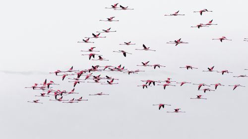 Free A flock of flamingos gracefully flying across a clear sky in Tunisia. Stock Photo