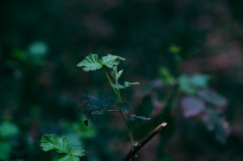 Free A vivid green plant sprouting in a serene forest setting, showcasing natural beauty. Stock Photo