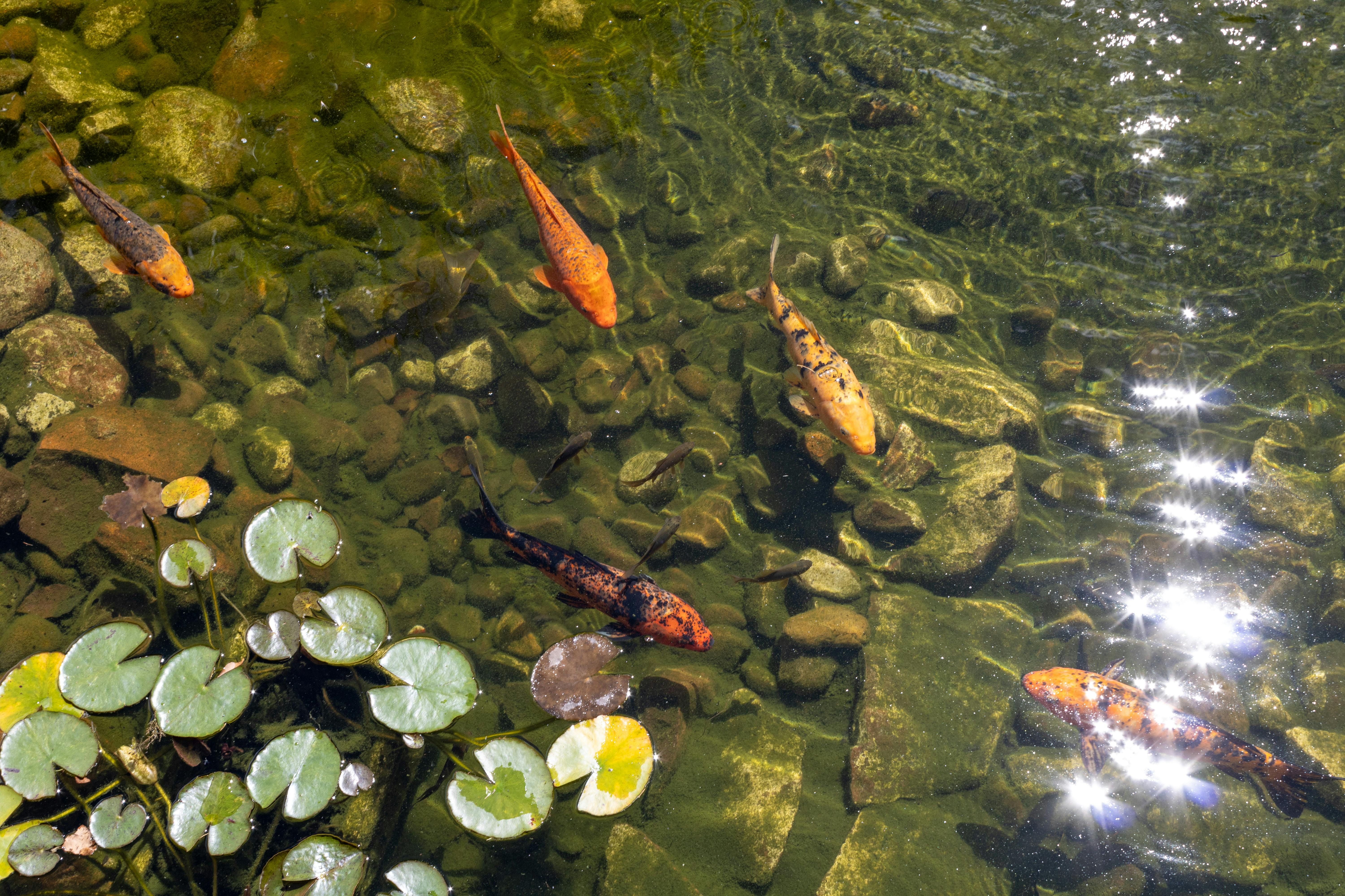 Vibrant koi fish gracefully swim among lily pads in a serene garden pond.