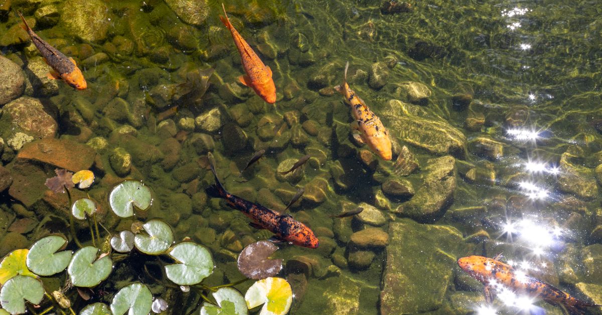 Vibrant koi fish gracefully swim among lily pads in a serene garden pond.
