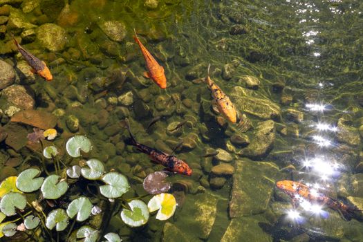 fish photo