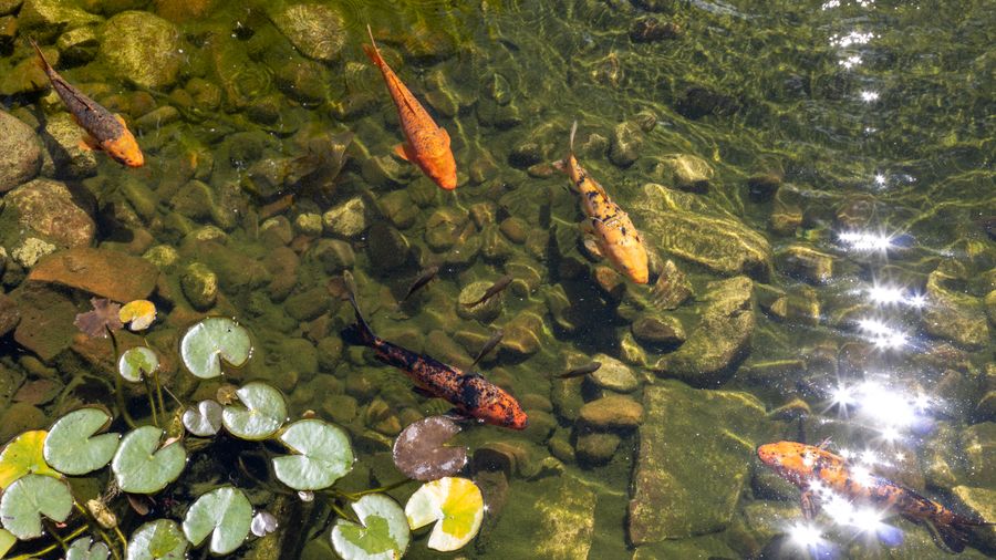 Surface Fishing for Carp: The Patience Game That Pays Off