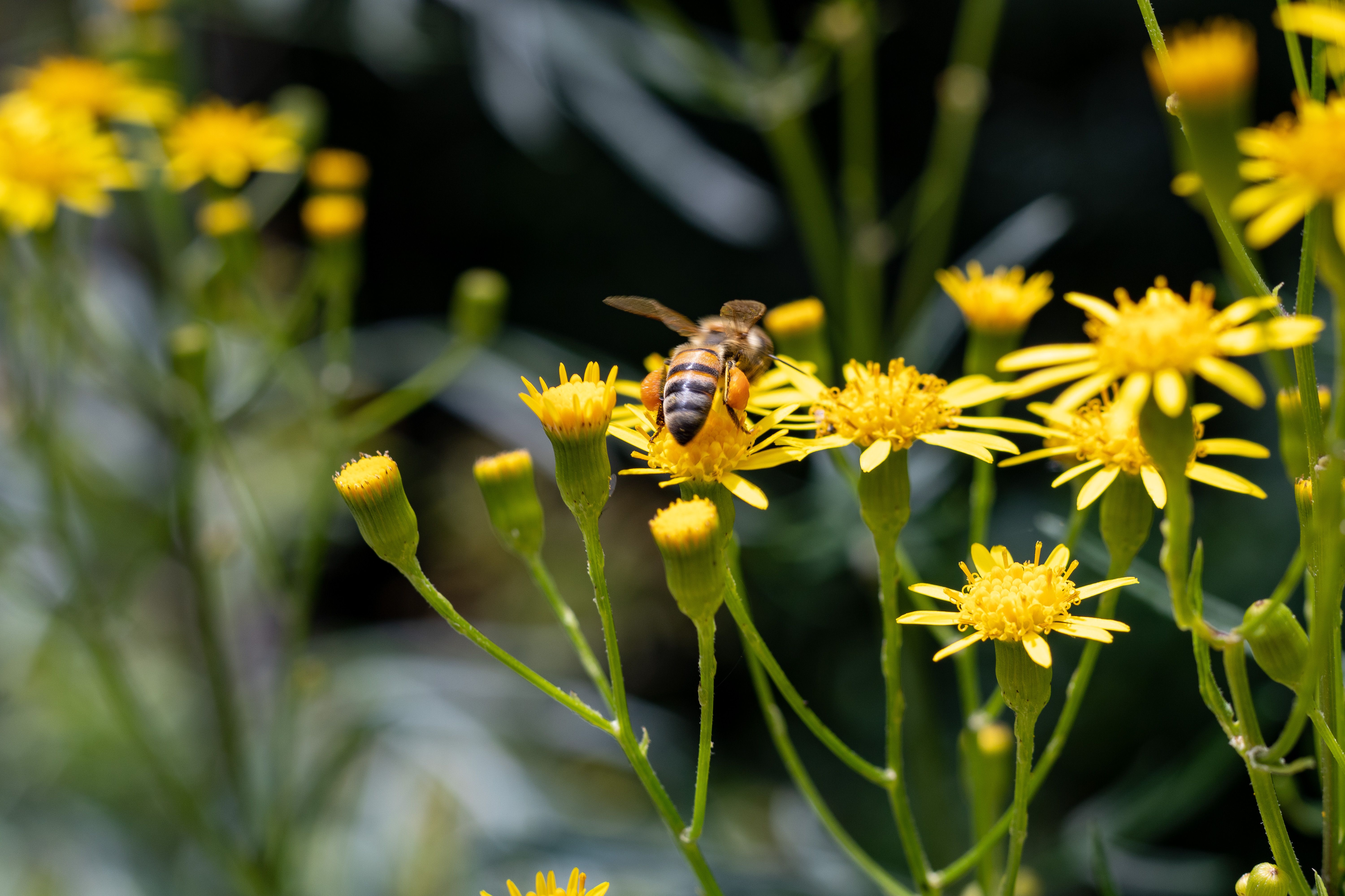 Ark Valley Civics Bee Competition to Send Three Local Students to State — Photo by Mayara Caroline  Mombelli on Pexels