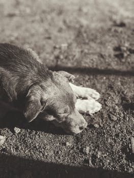 一只在乌克兰户外睡觉的灰色猎犬小狗被拍了下来