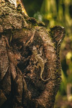 lizard photo
