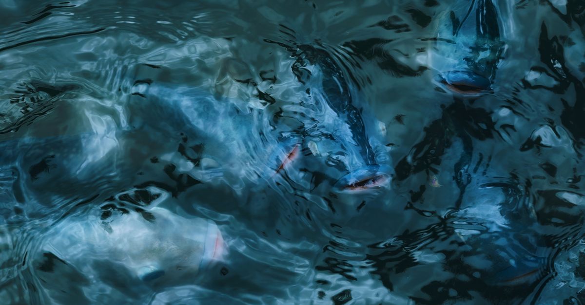 Fish Creating A Ripple Blue-tinged Water Ripple with Fish Shoal · Free Stock Photo