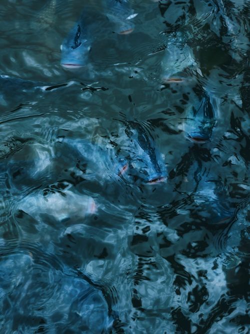Free Captivating view of a fish shoal creating delicate ripples in blue-tinted water, embodying nature's serene beauty. Stock Photo