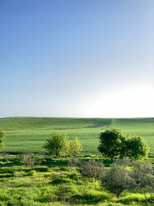 Free Aerial view of lush green fields under a bright blue sky in the Algerian countryside. Stock Photo