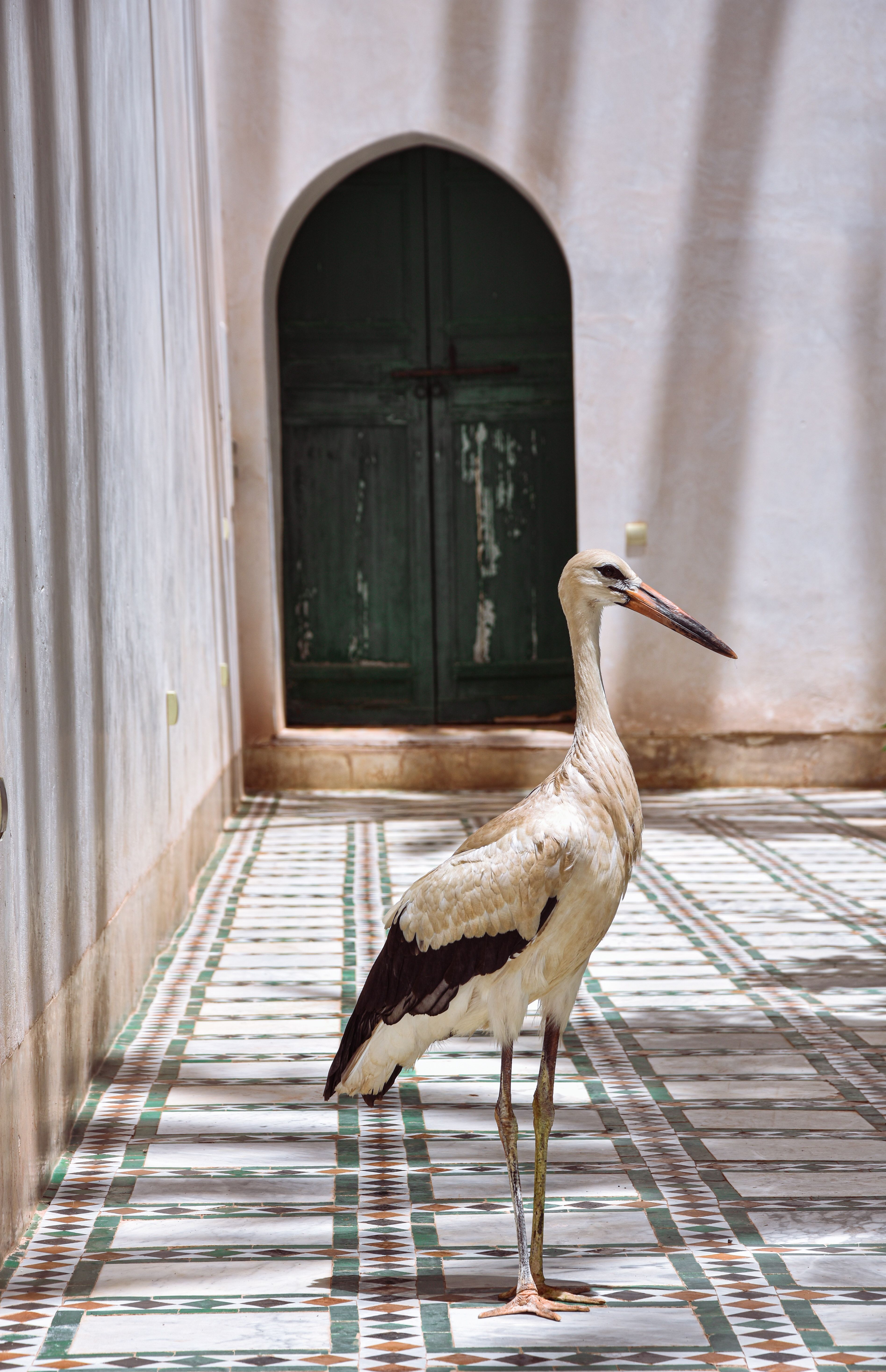 A serene white stork standing in a Moroccan courtyard with colorful tiles and an arched doorway.