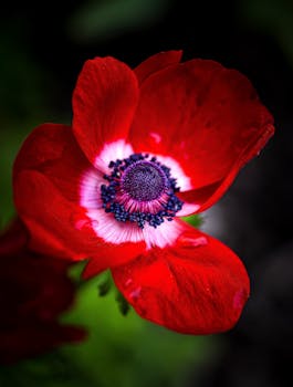 Close-up of a vibrant red poppy anemone with raindrops in Shelby, Ohio garden.