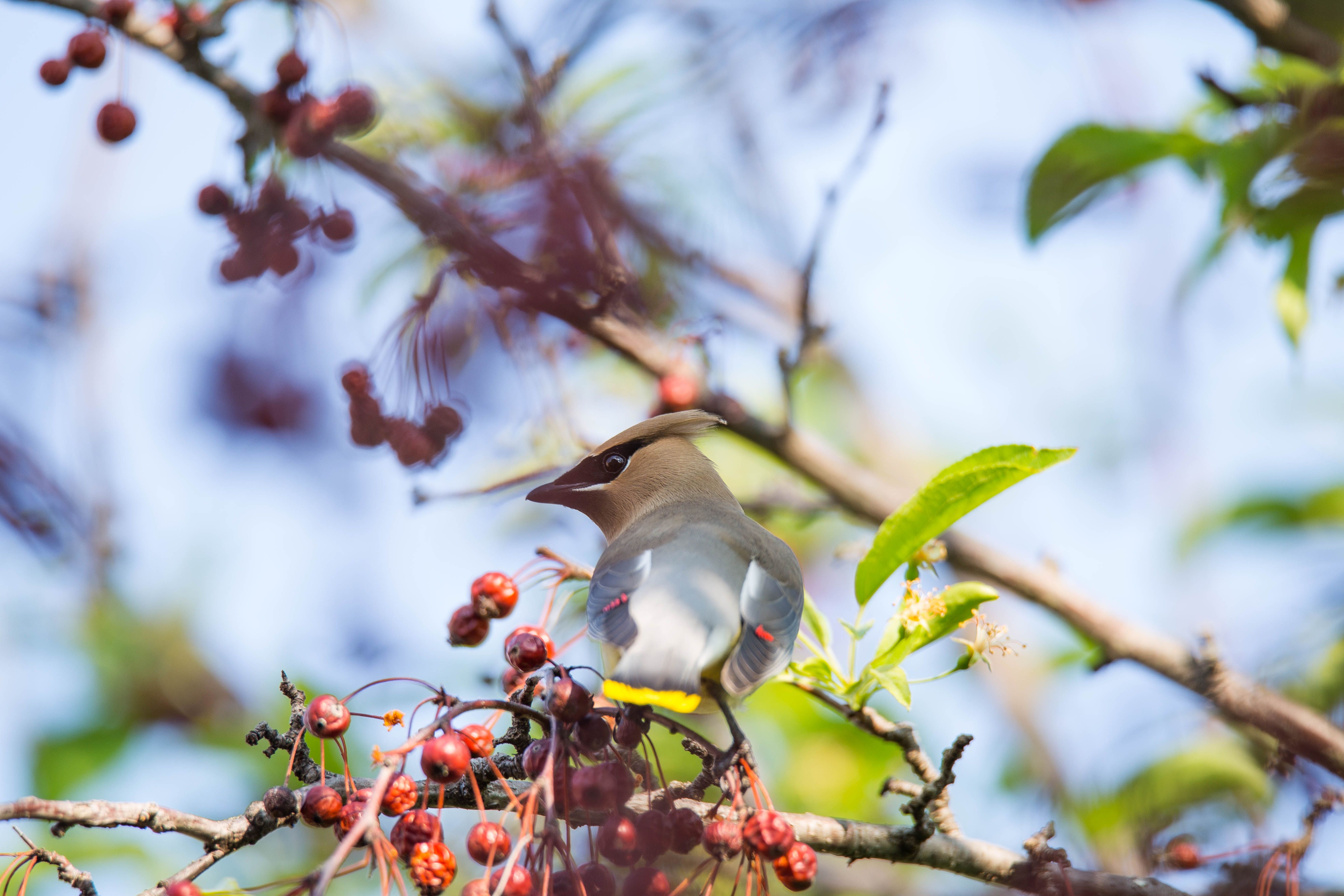 Cedar waxwing feeding on springtime berries — native serviceberry trees support BC wildlife