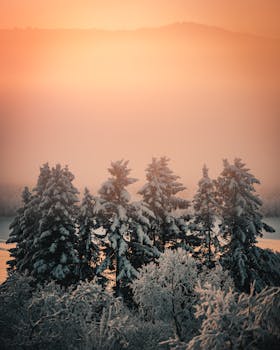 温暖的日出光芒中，白雪皑皑的松树沐浴其中，营造出宁静的冬季景象
