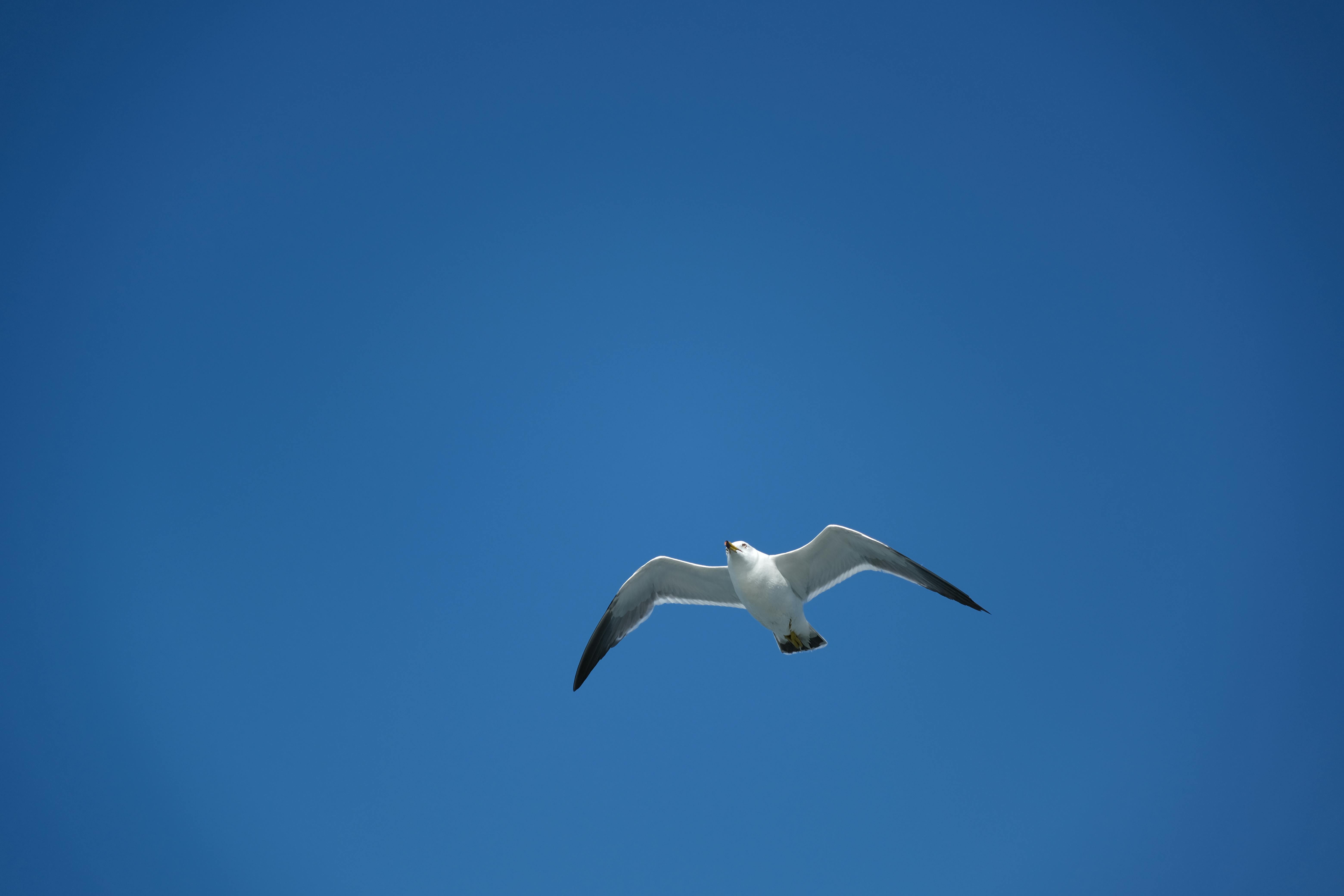 Zadarmo Majestátna čajka sa elegantne vznáša na pozadí žiarivo modrej oblohy a stelesňuje slobodu a pokoj. Fotka z fotobanky