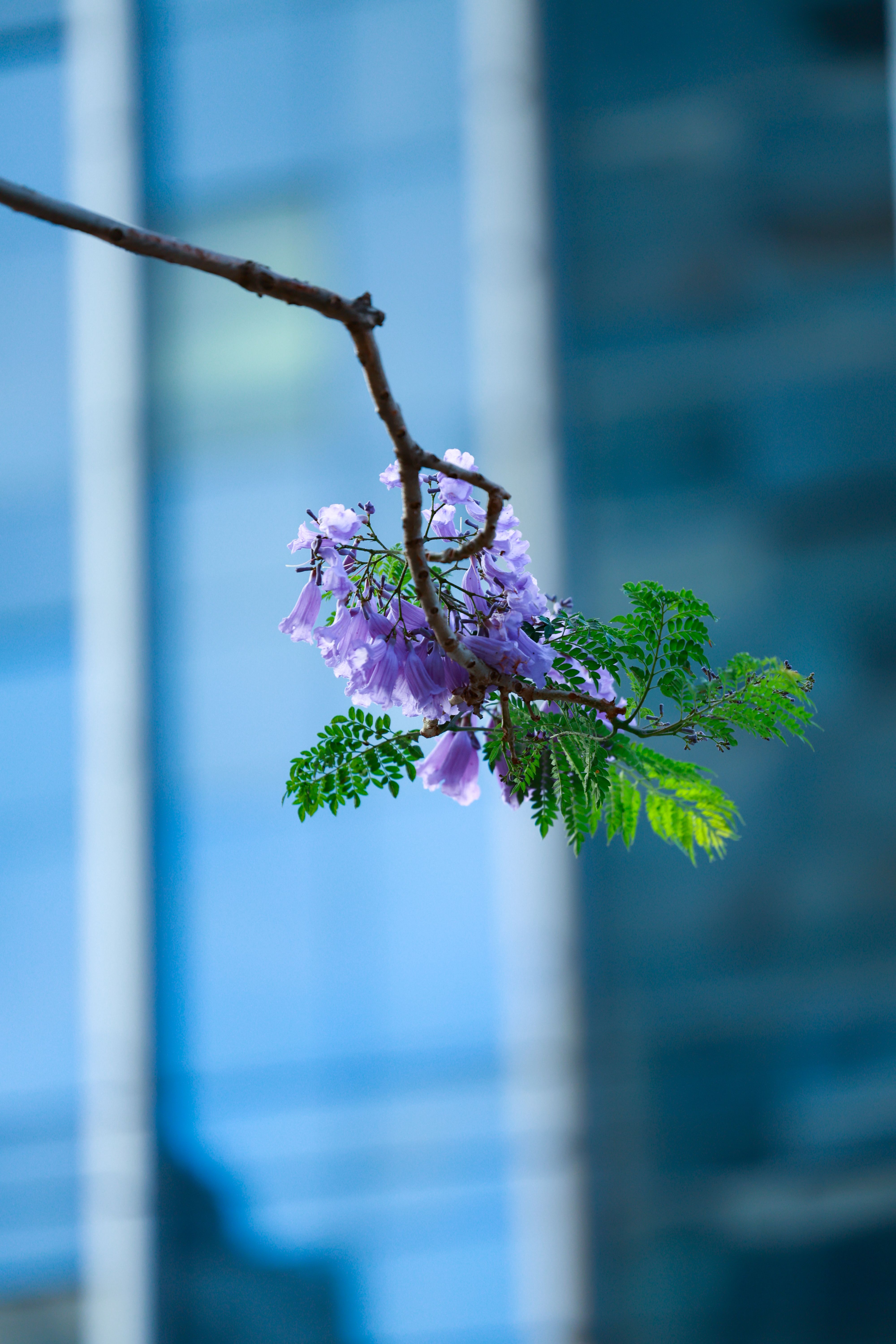Vibrant Jacaranda Blossom Against Urban Backdrop · Free Stock Photo