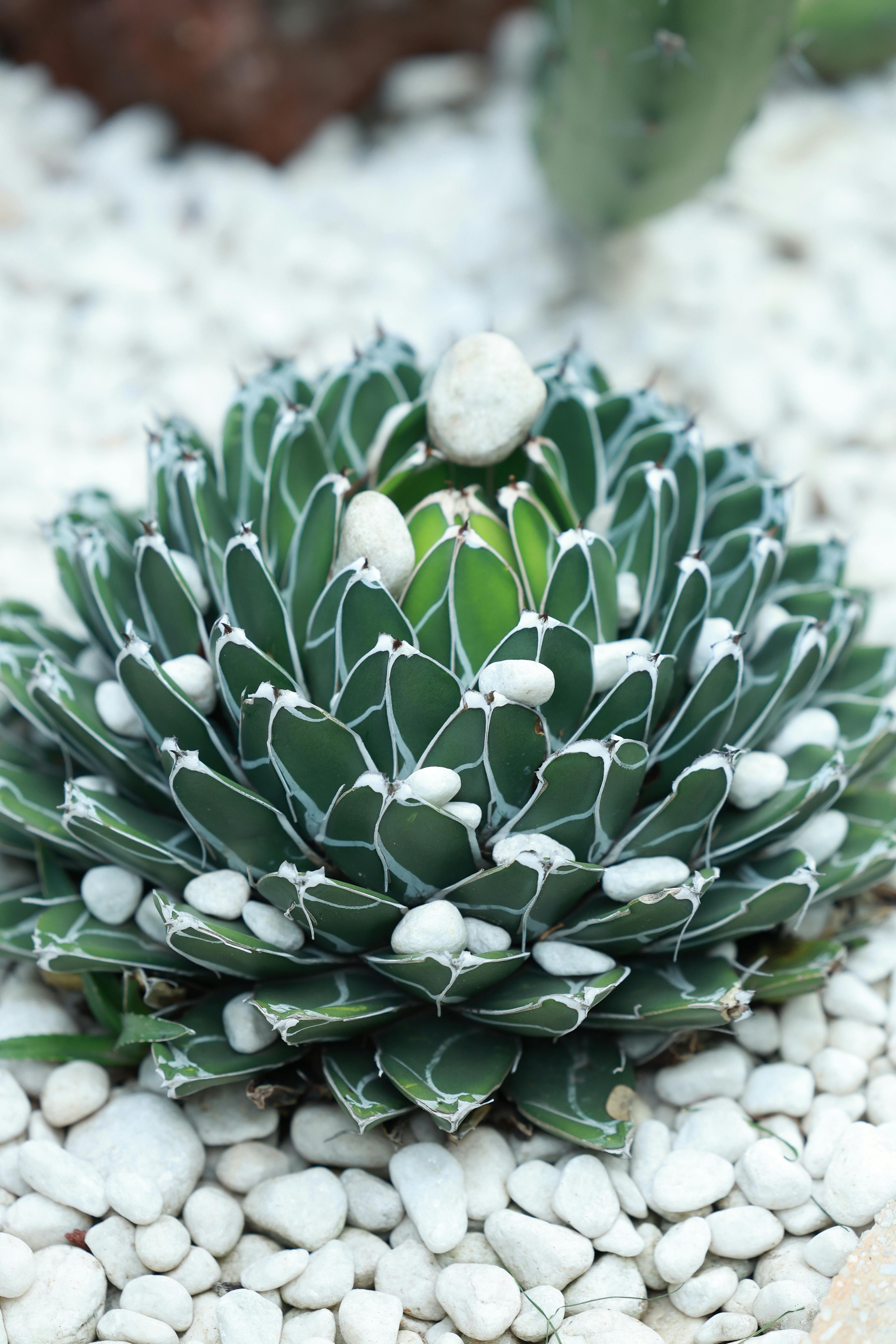 Close-up of Agave Victoriae-Reginae succulent on white pebbles, capturing natural geometry.