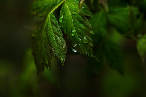 Бесплатное стоковое фото с дождь, капельки, осенние листья