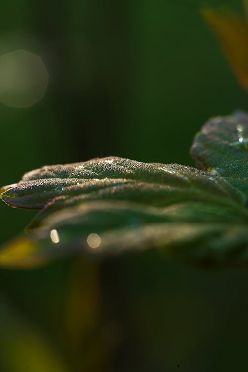Бесплатное стоковое фото с восход, максросъемка, осенние листья