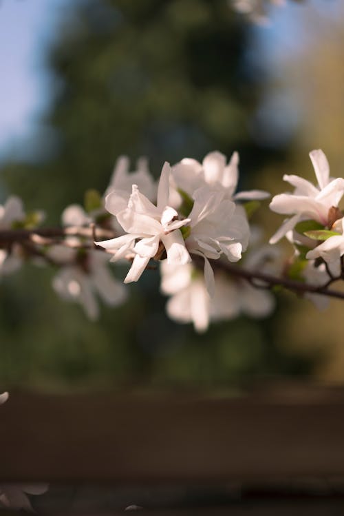 Gratis arkivbilde med blomster, falle, høst