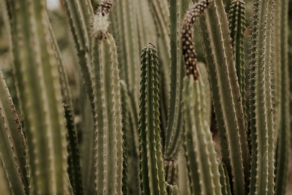 Trichocereus uyupampensis