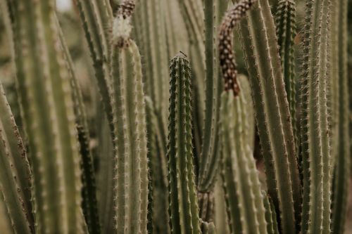 Free Detailed view of tall green cacti with spines in a desert environment, showcasing natural beauty. Stock Photo