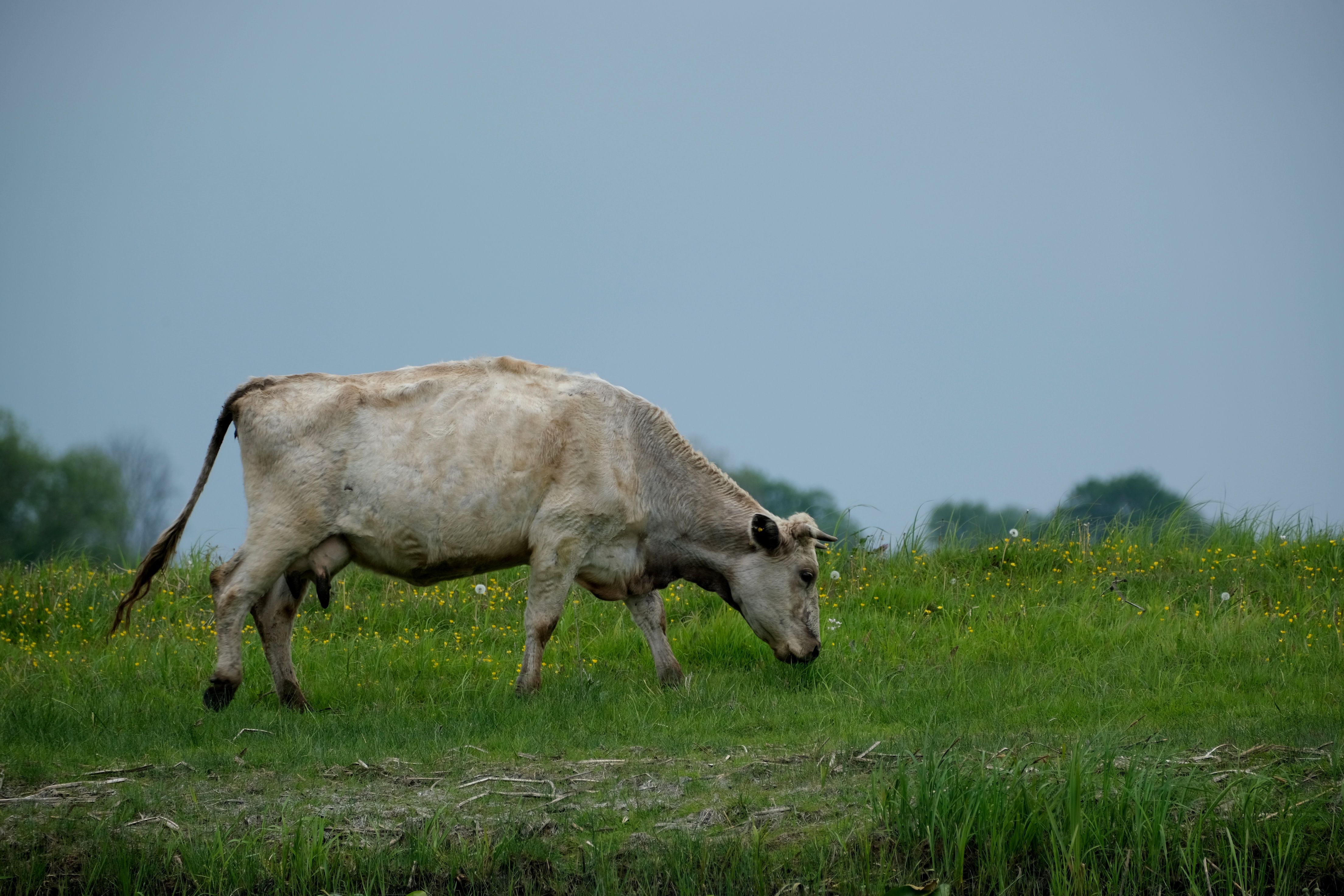 Peaceful Cow Grazing in Lush Green Pasture · Free Stock Photo