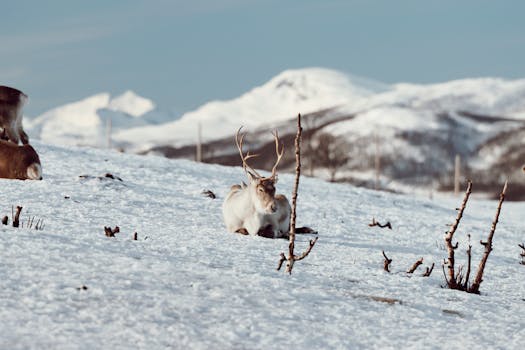 A reindeer lounges in the snowy mountains of Tromsø, Norway, during winter.