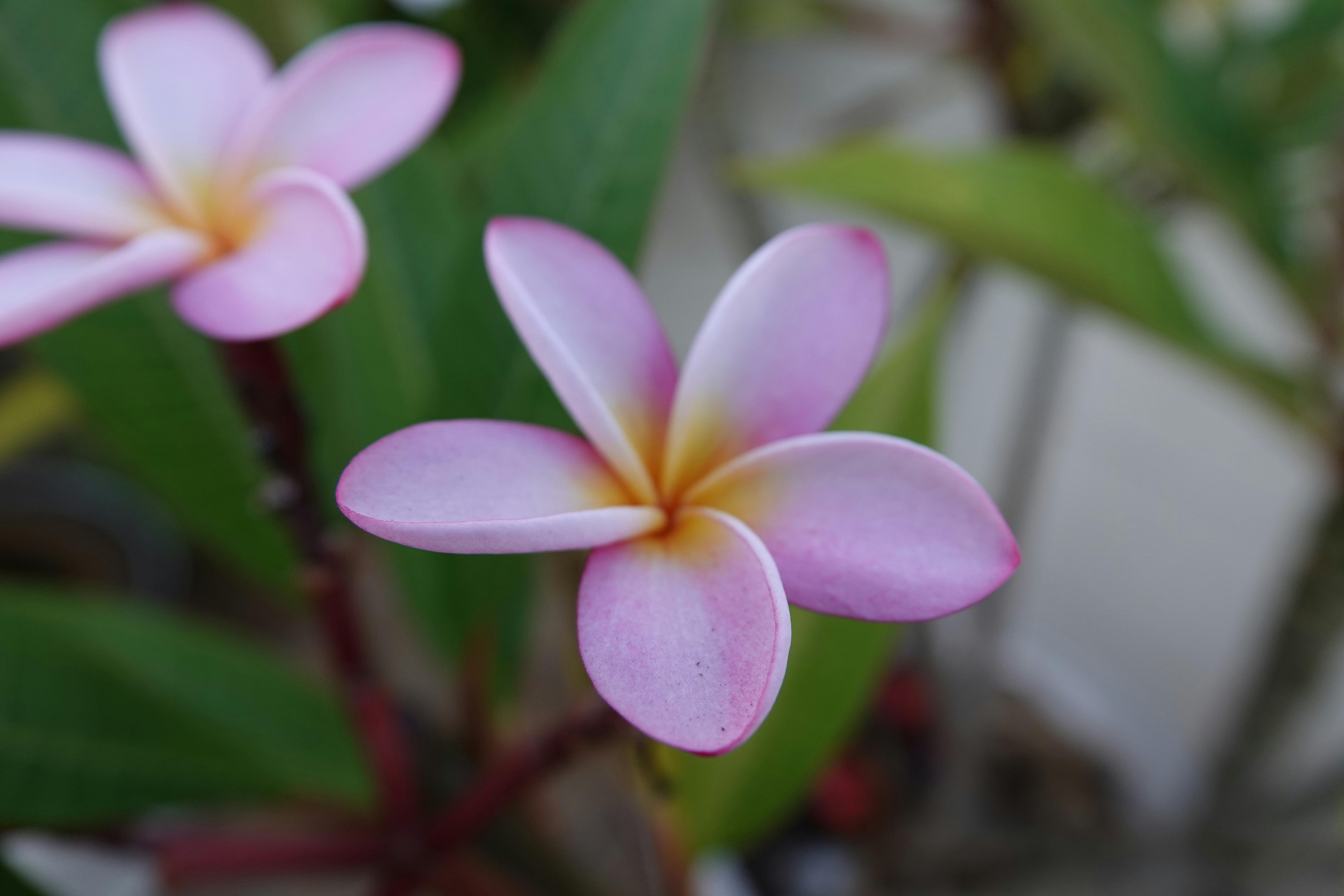Close-up of a vibrant pink plumeria flower with lush green leaves in South Africa.