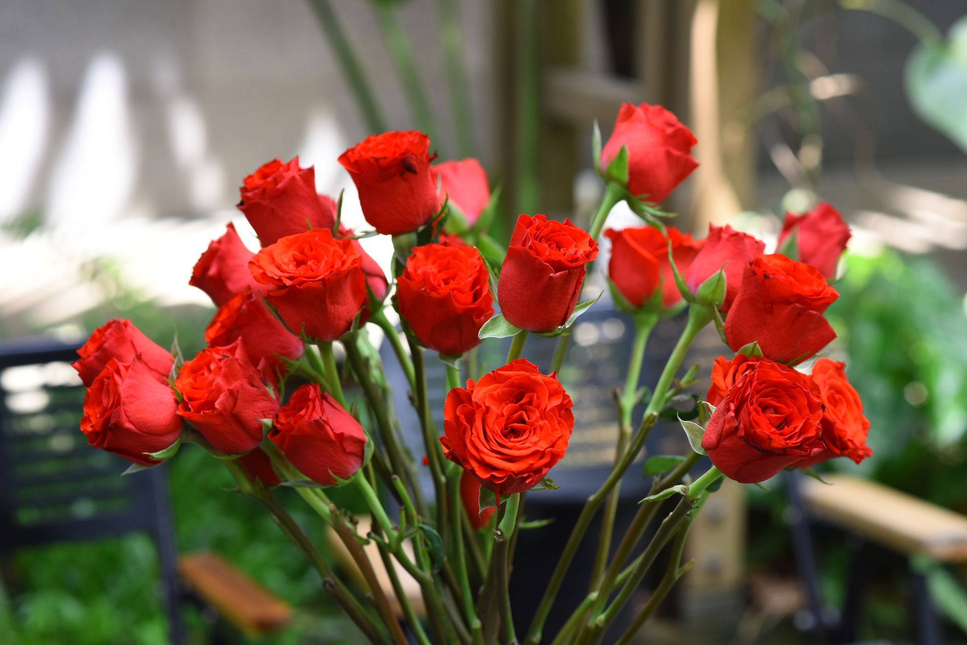 A bouquet of fresh, vibrant red roses in full bloom, captured in a lush garden setting.