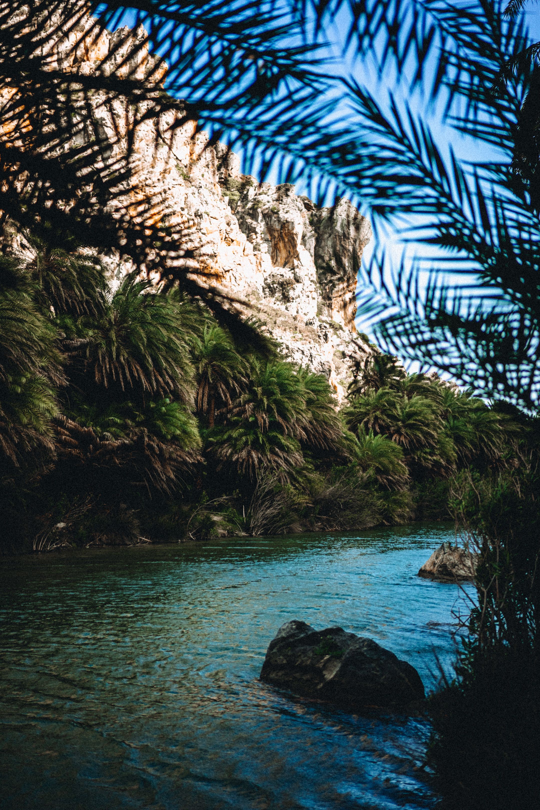 Tranquil Riverside Scene with Palm Trees · Free Stock Photo