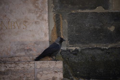 Free A Eurasian Jackdaw perched on an ancient stone wall in Prague, Czechia. Stock Photo